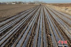 （走进中国乡村）天山南麓孜然